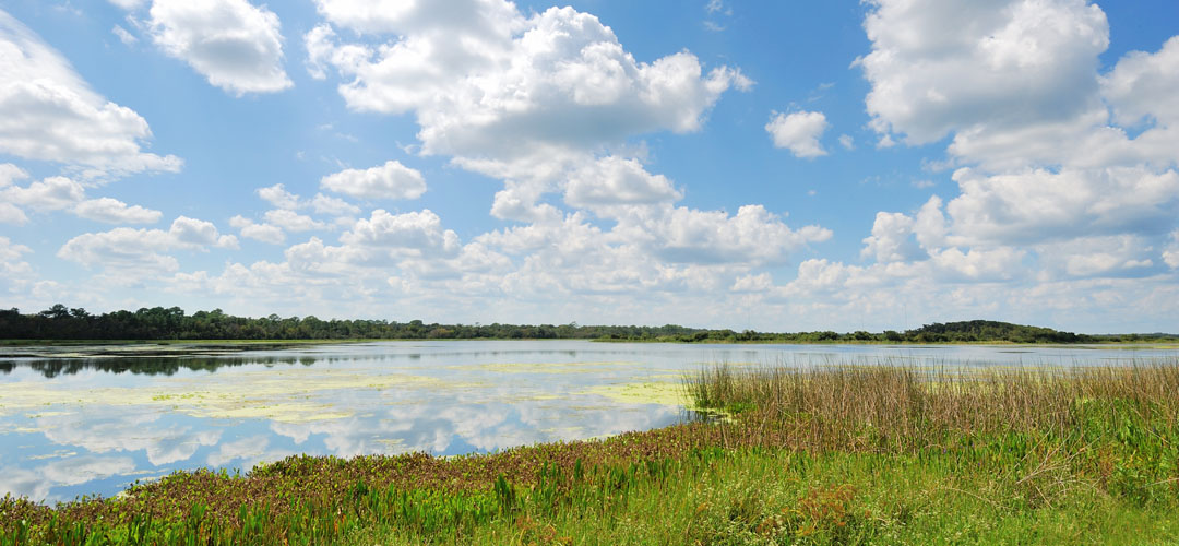 image of wetland area